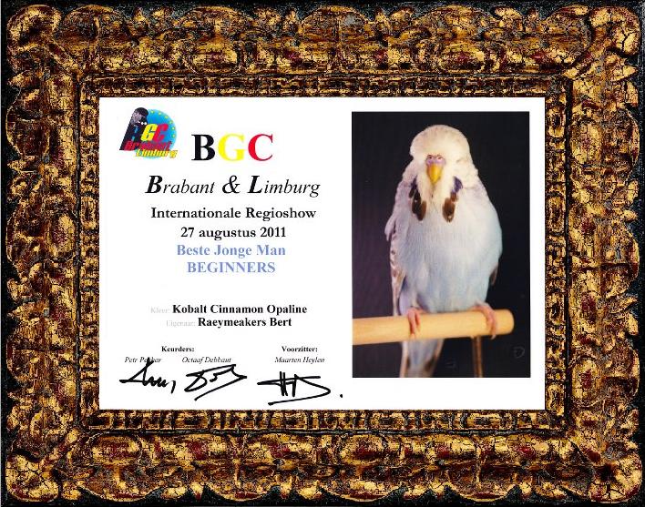 2011 BGC Brabant & Limburg Open Show - Best Beginner Young Cock In Show