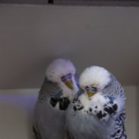 Two young grey cocks